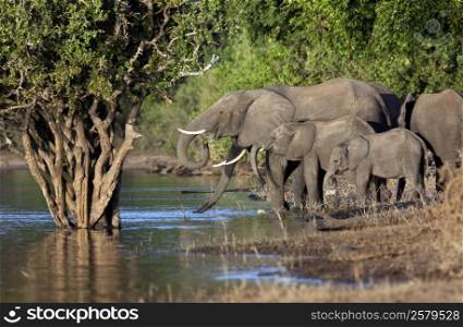 Group of African Elephants (Loxodonta africana) drinking from the Chobe River in Chobe National Park in Botswana