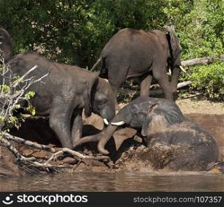 Group of African Elephants (Loxodonta africana) enjoy a cooling mud bath on the banks of the Chobe River in Chobe National Park in northern Botswana.
