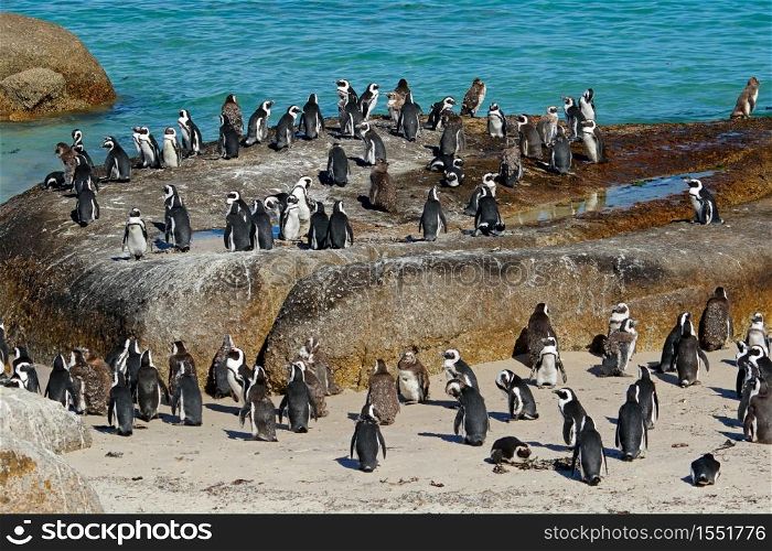 Group of African penguins (Spheniscus demersus) sitting on coastal rocks, Western Cape, South Africa