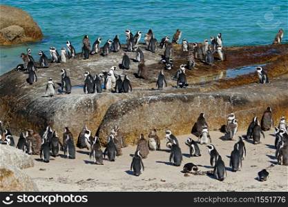 Group of African penguins (Spheniscus demersus) sitting on coastal rocks, Western Cape, South Africa