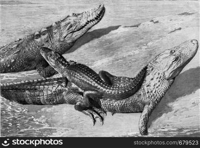 Group of alligators, vintage engraved illustration. From the Universe and Humanity, 1910.