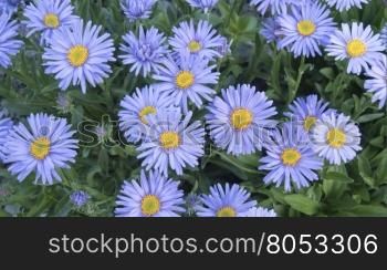 Group of alpine aster flowering. Summer garden. Decorative garden plant with purple flowers. Alpine Aster