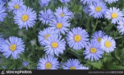 Group of alpine aster flowering. Summer garden. Decorative garden plant with purple flowers. Alpine Aster