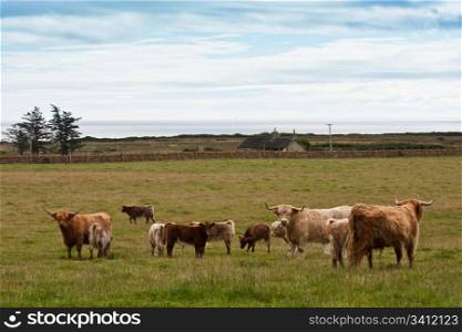 Group of Angus cows with calfs in Scotland