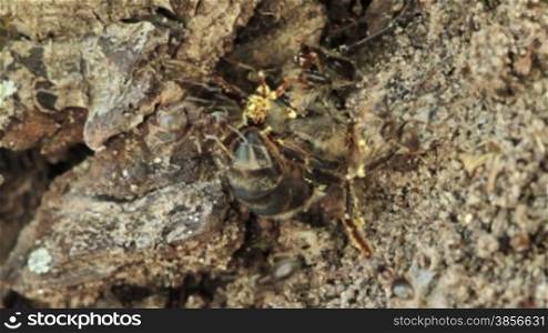 group of ants attacked the bee