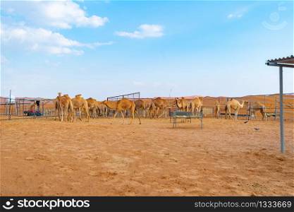 Group of Arabian camel or dromedary in sand desert safari in summer season with blue sky background in Dubai city, United Arab Emirates or UAE. Wildlife mammal animal.