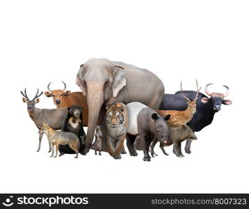 group of asia animals isolated on white background