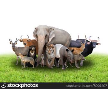 group of asia animals with fresh green grass on white background