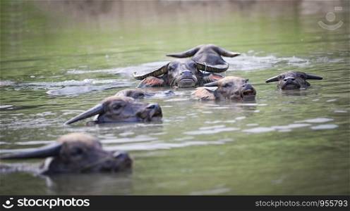 Group of asia buffalo water swimming in the river