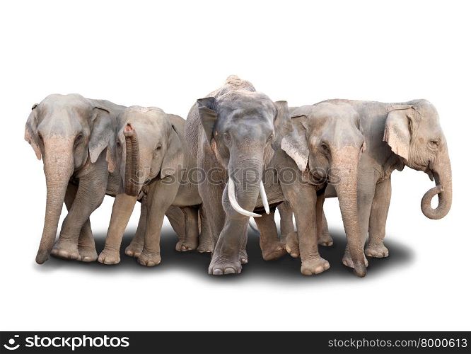 group of asia elephant with shadow on white background