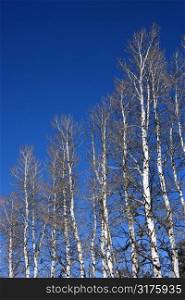 Group of aspen trees with blue sky in background.