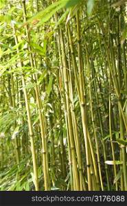 Group of bamboo stalks.