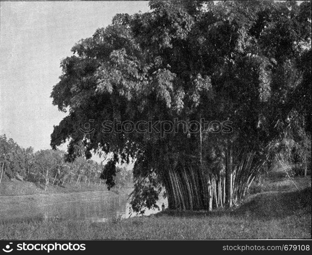 Group of bamboos in Ceylon, vintage engraved illustration. From the Universe and Humanity, 1910.