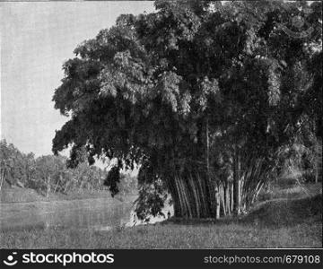 Group of bamboos in Ceylon, vintage engraved illustration. From the Universe and Humanity, 1910.