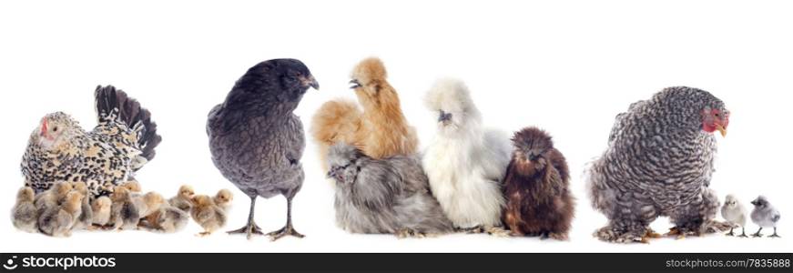 group of bantam chicken on a white background