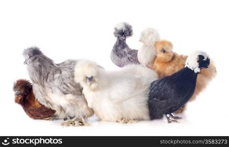 group of bantam silkie and dutch bantam on a white background