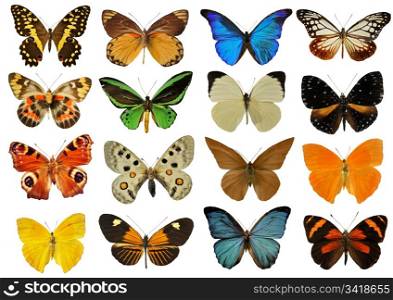 group of beautiful colorfull butterfly in front of white background