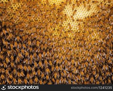 Group of bees Working on honeycombs in beehives in an apiary