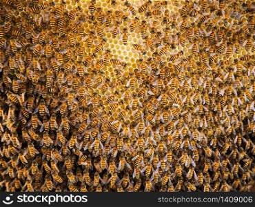 Group of bees Working on honeycombs in beehives in an apiary
