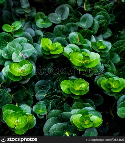 Group of belly button Peperomia, green gradation