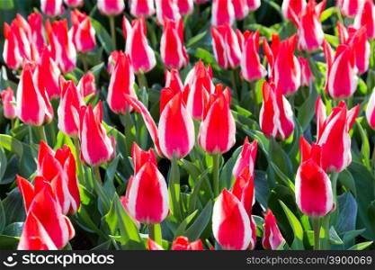 Group of bicolour red-white tulips in Keukenhof Holland
