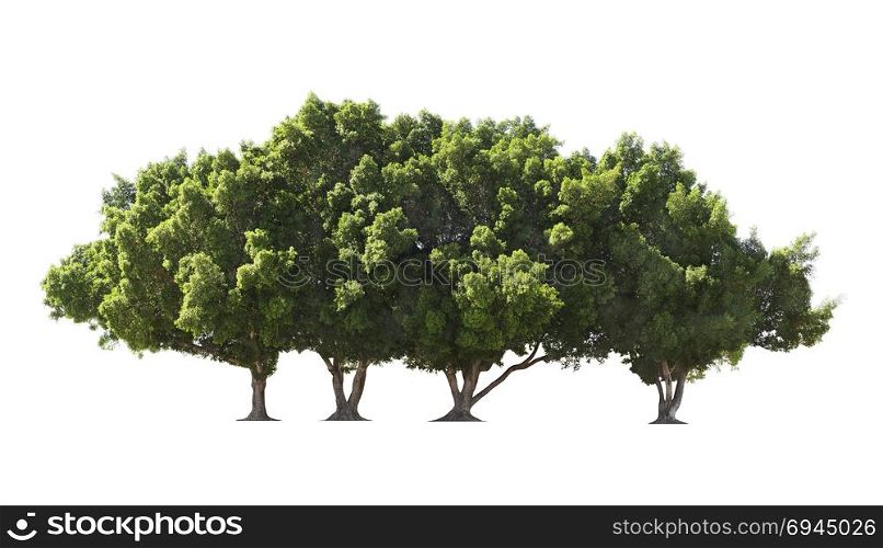 Group of big green trees isolated on white background. Four trees.