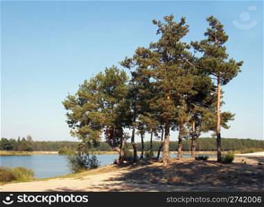 Group of big pine-tree near autumn lake