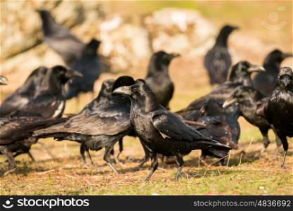 Group of black crows in the nature