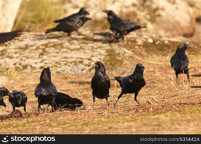 Group of black crows in the nature