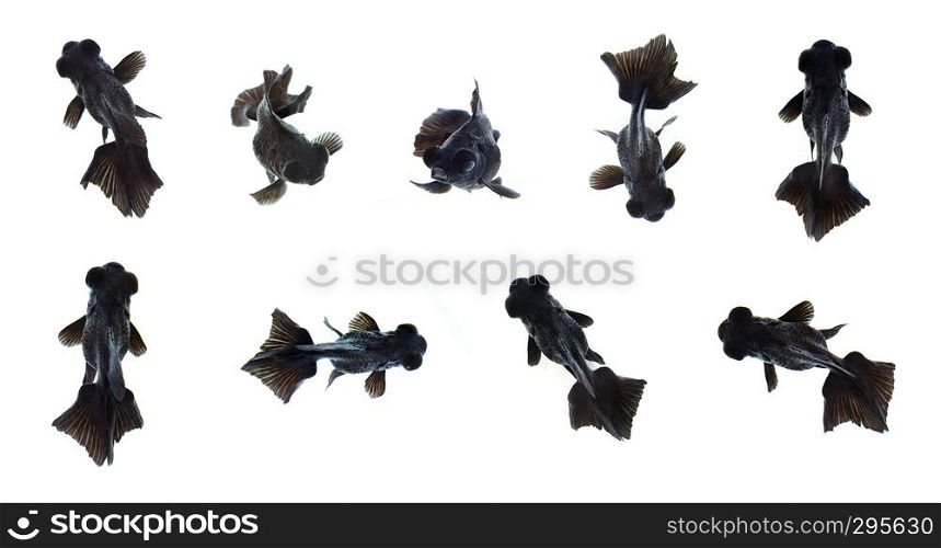 Group of black goldfish isolated on a white background. Animal. Pet.