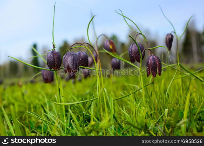 Group of blooming wild Fritillaria flowers. . Group of blooming wild Fritillaria flowers. Wild checkered lily flowers.
