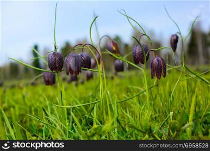 Group of blooming wild Fritillaria flowers. . Group of blooming wild Fritillaria flowers. Wild checkered lily flowers.