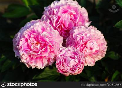 Group of blossom pink peonies in a garden