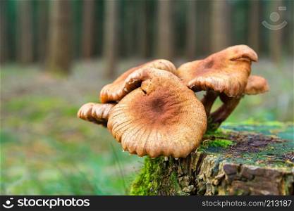 Group of brown mushrooms on tree stump in forest