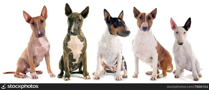 group of bull terrier in front of white background