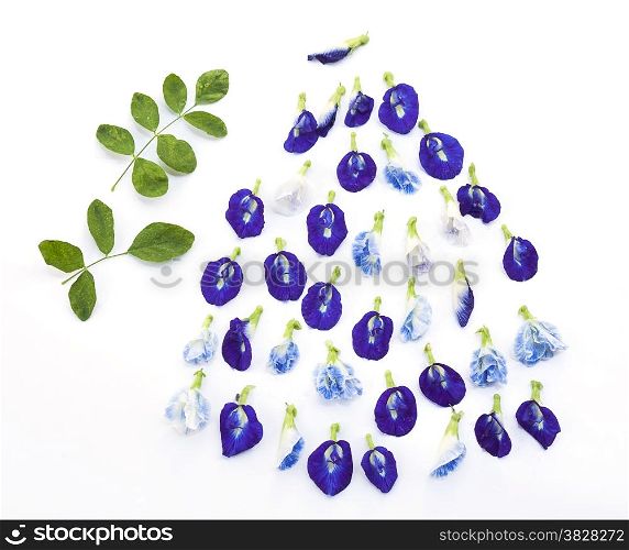 Group of butterfly pea flower and leaf on white background