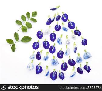 Group of butterfly pea flower and leaf on white background