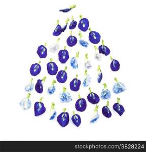 Group of butterfly pea flower on white background