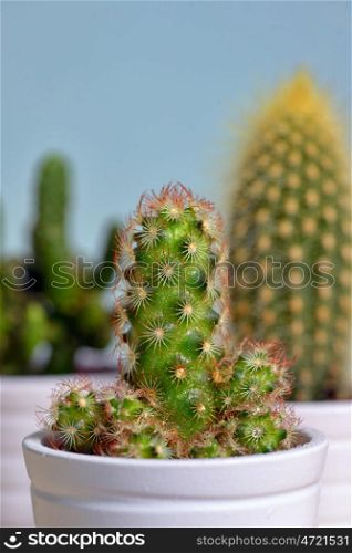 Group of Cactus in a Pot Isolated