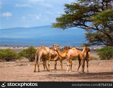 Group of camels under the tree in Africa