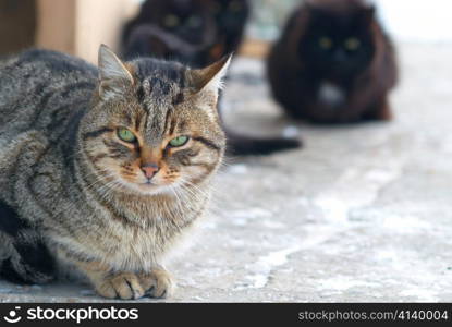 Group of cats sitting and looking at camera