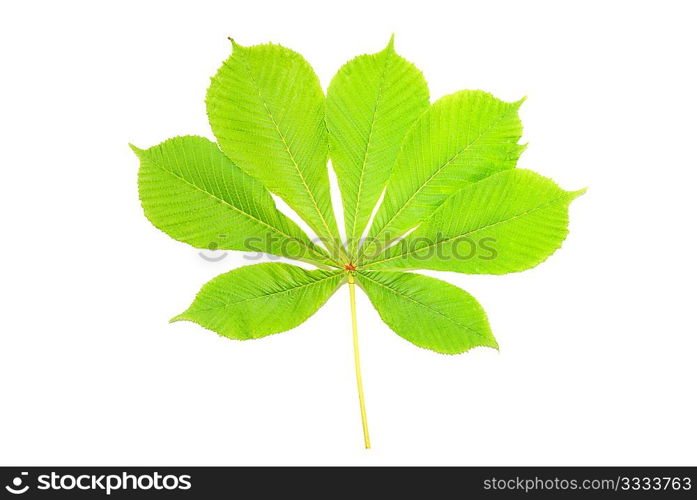 Group of chestnut green leaves isolated on white