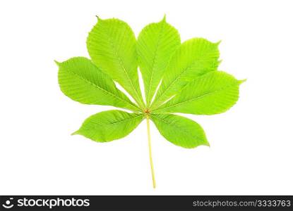 Group of chestnut green leaves isolated on white
