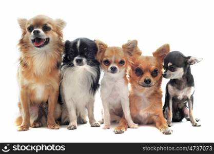 group of chihuahua in front of white background