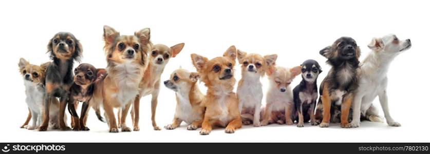 group of chihuahua in front of white background