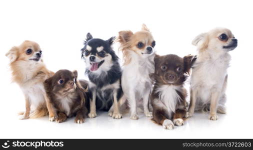 group of chihuahuas in front of white background