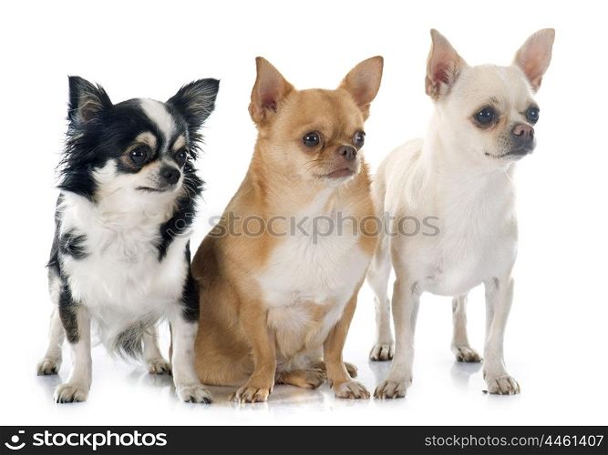 group of chihuahuas in front of white background