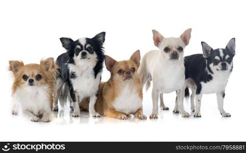 group of chihuahuas in front of white background