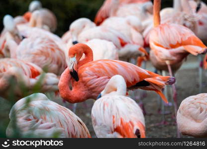 Group of Chilean Flamingos (Phoenicopterus chilensis)