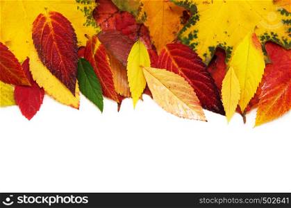 Group of colorful autumn leaves isolated on white background
